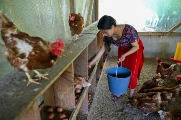 Chickens keep Indigenous Guatemalans from migration agonies, for now