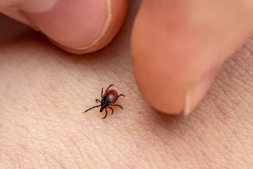 Tick-Borne Powassan Virus Can Kill –