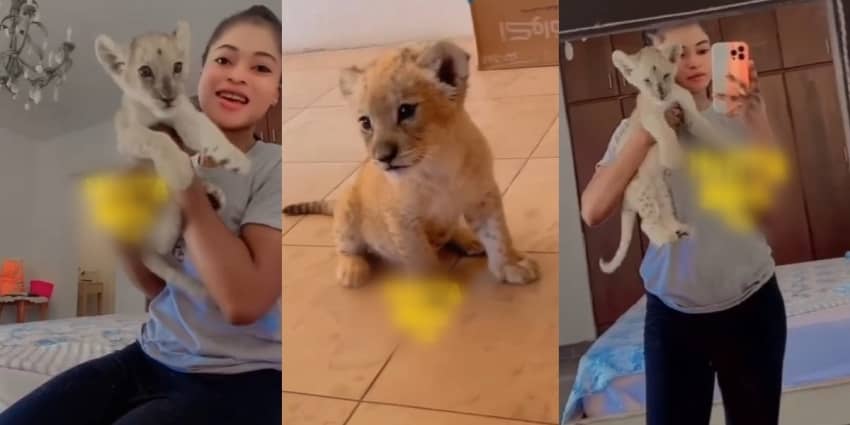  “Where did she get it?” – Netizens puzzled as lady shows off her pet, a lion cub (video)