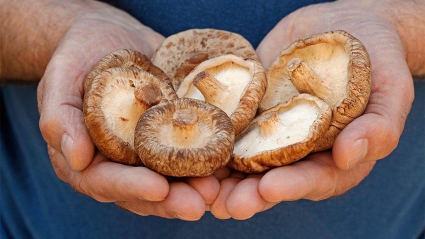  Shiitake Mushrooms Caused This Dramatic Rash
